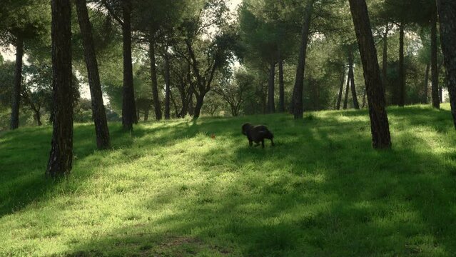 chocolate labrador dog playing chase his ball in the forest