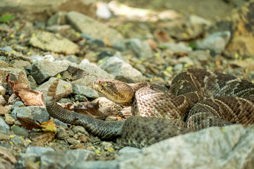 cascabel