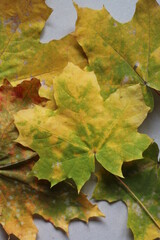 Colorful autumn leaves on a gray background. Autumn background with maple leaves.