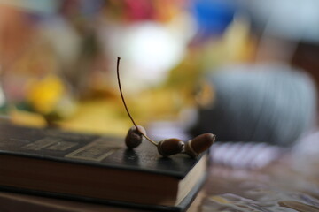 Acorns and a book on a wooden table with a blurred background