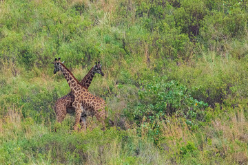 Two giraffes fighting for mating privileges in Reserve