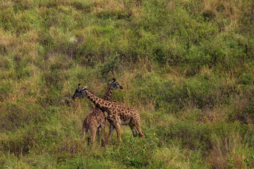 Two giraffes fighting for mating privileges in Reserve