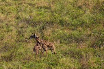Two giraffes fighting for mating privileges in Reserve