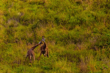 Two giraffes fighting for mating privileges in Reserve