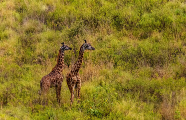 Two giraffes fighting for mating privileges in Reserve