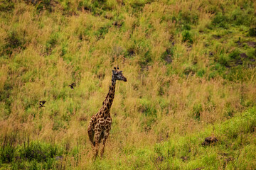 female african giraffe with red-billed buffalo starling