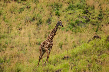 female african giraffe with red-billed buffalo starling