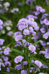 Obraz premium Purple Marguerite flower in bloom.