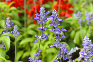 Purple Lavender in bloom of flower garden.