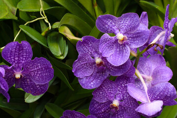 Purple orchid in bloom of Focus on the middle of the flower.