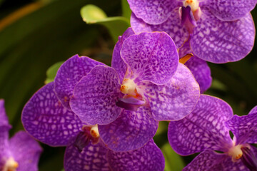 Purple orchid in bloom of Focus on the middle of the flower.