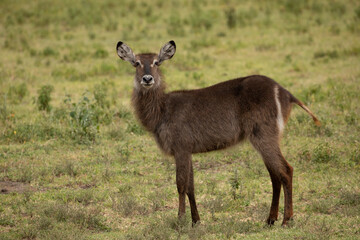 Naklejka na ściany i meble African Waterbuck in long dry grass African wildlife reserve