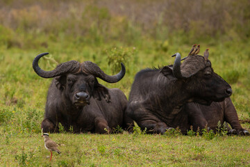 African buffalo in field Ngorongoro Kenya during daylight