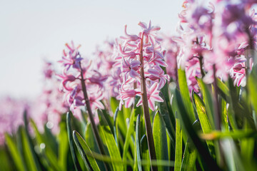 Delicate light pink Hyacinth or Hyacinthus flowers in full bloom