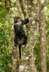 blue monkey sitting on tree in the jungle close-up