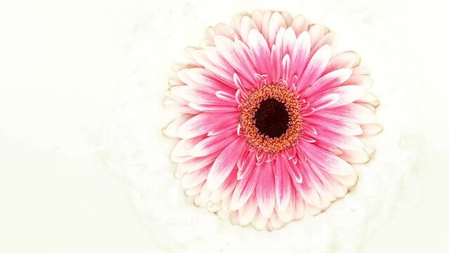 Beautiful colorful gerbera daisy flower falling into cream liquid. Cosmetics concept with blooming flower and cream. Super slow motion shot. 1000 fps, filmed on high speed cinematic camera.