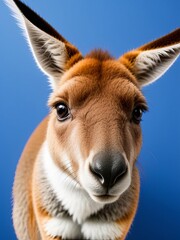 a kangaroo a suit looking at the camera, animal photography, art photography, blue backgr