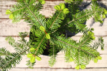 Choina zachodnia Tsuga heterophylla