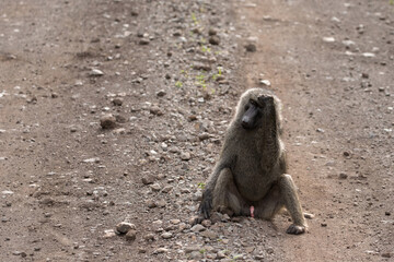 Large male chacma baboon (Papio ursinus) in natural habitat