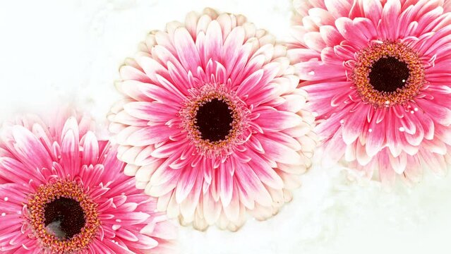 Beautiful colorful gerbera daisy flower falling into cream liquid. Cosmetics concept with blooming flower and cream. Super slow motion shot. 1000 fps, filmed on high speed cinematic camera.