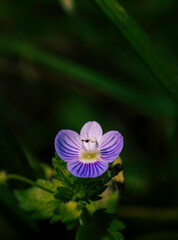 Naklejka premium Violette sur fond vert