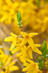 Colorful yellow flowers growing in a garden. Closeup of beautiful weeping forsythia or golden bell with vibrant petals from the oleaceae species of plants blooming in nature on a sunny day in spring