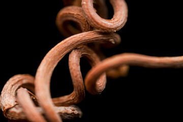 Curly branch on black background. Selective focus. Virginia creeper. Natural graphic.