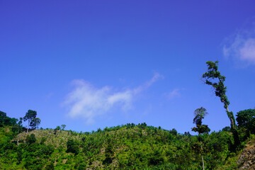 Obraz premium The top of a kapok tree with a blue sky background. Tree branch with copy space