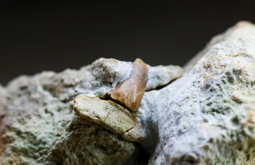 Shark tooth fossil in limestone rock. Jurassic shark Sphenodus Longidens. Close up.