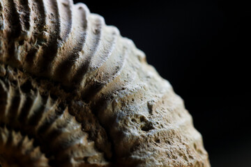 Ammonite fossil close up. Graphic isolated on black background. © Petr