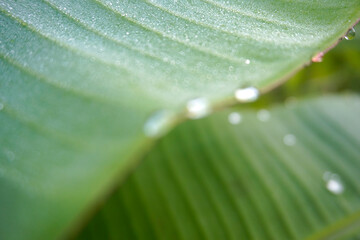 Morning dew water drops on banana leaves, green banana leaves in rainy season, nature background