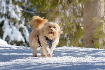 small brown furry dog running in snow