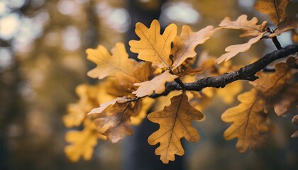 Obraz premium autumn leaves on the tree