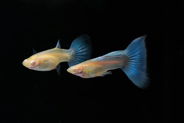 A pair of Albino Blue Tail Guppy Fish (Poecilia reticulata) isolated black background, Male and...