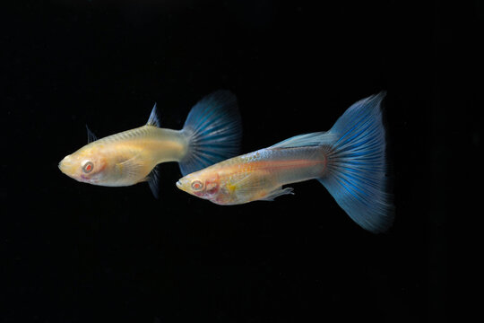 A pair of Albino Blue Tail Guppy Fish (Poecilia reticulata) isolated black background, Male and female fancy guppy.