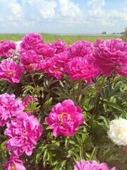 beautiful blooming white and pink huge peonies in a summer park. Floral Wallpaper