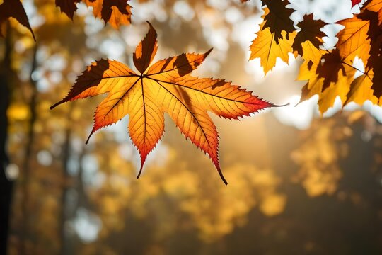 photo autumn leaf falling  intricate leaf vein 