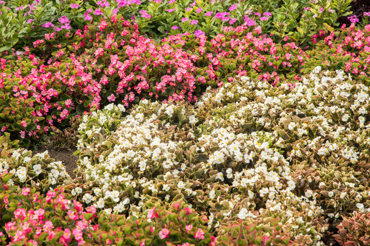 Flower bed with different colored flowers closeup as floral background