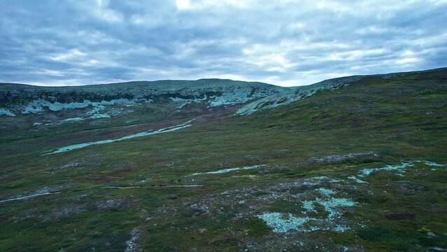 Drone flying over a herd of reindeer (Rangifer tarandus) grazing on green valley tundra landscape along hill in Scandinavian nature. Evening sky and clouds at dusk. Hiking travel destination