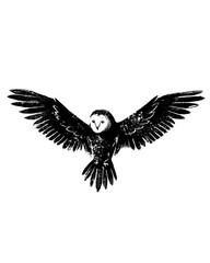 Fototapeta premium Owl spreading wings graphic illustration isolated on transparent background