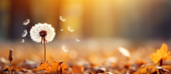 The picture appeared fuzzy The dandelion bloomed amidst the fallen foliage during autumn