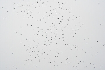 Zugvögel am Himmel