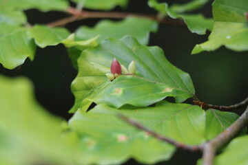 beech galls growing on the upper side of green beech leaves
