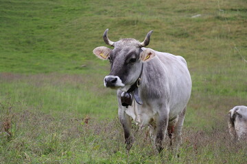 a cow of the Tyrolean Grey breed standing in a mountain pasture