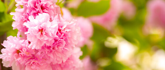 Fototapeta premium Sakura. Cherry blossom, branches with flowers sway in the wind. Pink flowers of the sakura tree. Spring landscape with flowering trees. Beautiful nature on a sunny day.