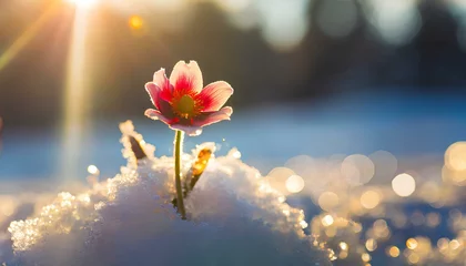 Deurstickers First blooming flower in the snow © Eggy
