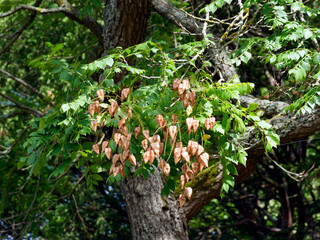 Koelreuteria paniculata | Goldenrain tree - Pride of India - China tree - Varnish tree. Autum fruiting in clusters of orange pods hanging on grey-brown stems with green simple-pinnate foliage
