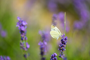 Butterflies on spring lavender flowers under sunlight. Beautiful landscape of nature with a panoramic view. Hi spring. long banner