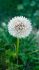 Dandelion whitish
A species of dicotyledonous plants of the genus Dandelion of the Asteraceae family.