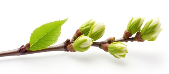 The spring season brings forth the blossoms of the chestnut tree bud - Powered by Adobe